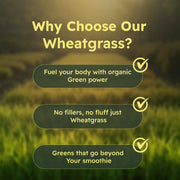Just Plant Wheatgrass – 90 Vegan Capsules, 500 mg